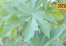 इस पेड़ के तेल के आगे देसी घी भी फेल! खाने से लेकर कई कामों में इस्तेमाल, जानें कीमत