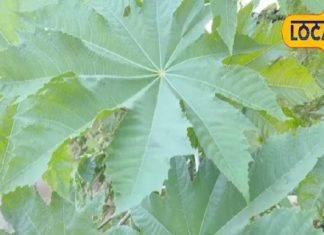 इस पेड़ के तेल के आगे देसी घी भी फेल! खाने से लेकर कई कामों में इस्तेमाल, जानें कीमत