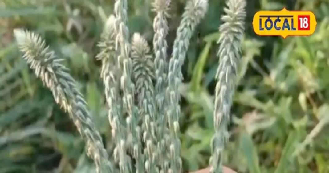 घर के आंगन में उगता है ये पौधा…लोग कर देते नजरअंदाज, कई मर्ज का रामबाण इलाज