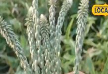 घर के आंगन में उगता है ये पौधा…लोग कर देते नजरअंदाज, कई मर्ज का रामबाण इलाज