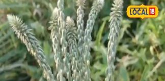 घर के आंगन में उगता है ये पौधा…लोग कर देते नजरअंदाज, कई मर्ज का रामबाण इलाज