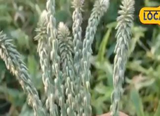 घर के आंगन में उगता है ये पौधा…लोग कर देते नजरअंदाज, कई मर्ज का रामबाण इलाज