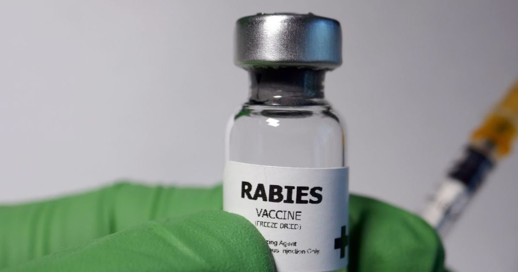 Rabies Vaccine and Antibodies Do You Really Need Both after Dog Bite | रेबीज वैक्सीन के साथ एंटीबॉडी लगवाना जरूरी होता है या नहीं