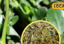 बस्तरिया ‘अनमोला भाजी’ की अनोखी रेसिपी, बिना इमली-टमाटर डाले आएगा गजब स्वाद, सेहत का भी खजाना – Chhattisgarh News