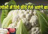 How to remove insects from cauliflower: 7 आसान तरीकों से निकालें फूलगोभी में छिपे कीड़े