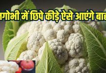 How to remove insects from cauliflower: 7 आसान तरीकों से निकालें फूलगोभी में छिपे कीड़े