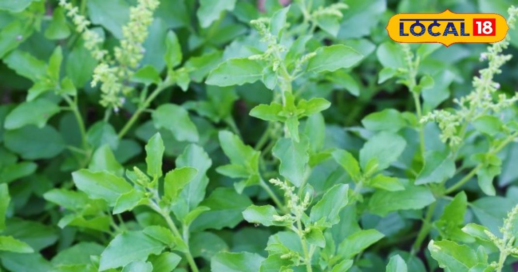 Do you know the correct rules for plucking basil buds? – Haryana News