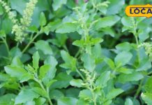 Do you know the correct rules for plucking basil buds? – Haryana News