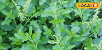 Do you know the correct rules for plucking basil buds? – Haryana News