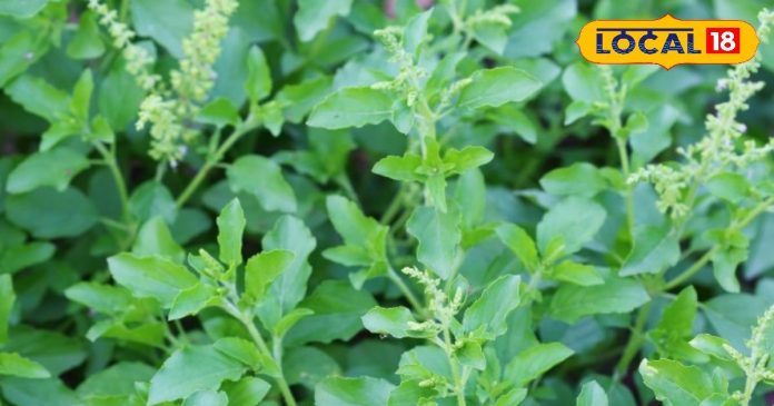 Do you know the correct rules for plucking basil buds?