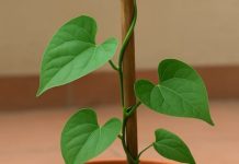 Health Care Tips : अमृत से कम नहीं है ये हरा पौधा…ब्लड शुगर को रखता है कंट्रोल, जानें इसके एक नहीं बल्कि अनेक फायदे!