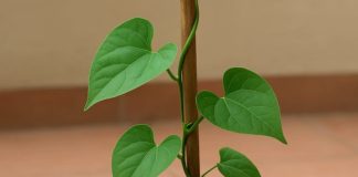 Health Care Tips : अमृत से कम नहीं है ये हरा पौधा…ब्लड शुगर को रखता है कंट्रोल, जानें इसके एक नहीं बल्कि अनेक फायदे!