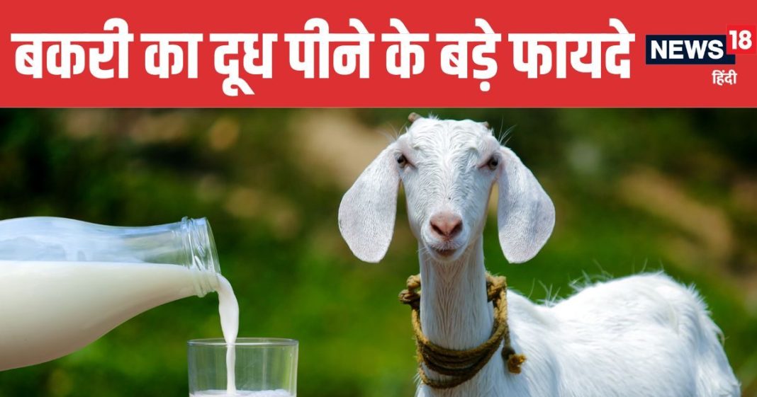 Goat Milk Benefits The Natural Elixir for Strength and Immunity | बकरी का दूध शरीर के लिए अमृत समान