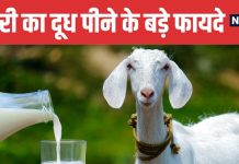 Goat Milk Benefits The Natural Elixir for Strength and Immunity | बकरी का दूध शरीर के लिए अमृत समान