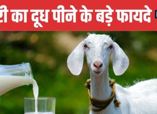 Goat Milk Benefits The Natural Elixir for Strength and Immunity | बकरी का दूध शरीर के लिए अमृत समान
