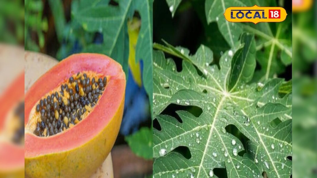 फल ही नहीं इसके पत्ते भी है अमृत, पाचन से लेकर वायरल तक में असरदार, डेंगू के लिए रामबाण – Bharat.one हिंदी