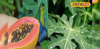 फल ही नहीं इसके पत्ते भी है अमृत, पाचन से लेकर वायरल तक में असरदार, डेंगू के लिए रामबाण – Bharat.one हिंदी