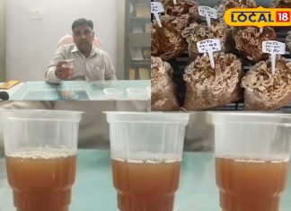 औषधीय गुणों से भरपूर है ये स्पेशल टी, चाय प्रेमियों के लिए हेल्दी विकल्प; इम्यूनिटी होगी मजबूत – Bharat.one हिंदी