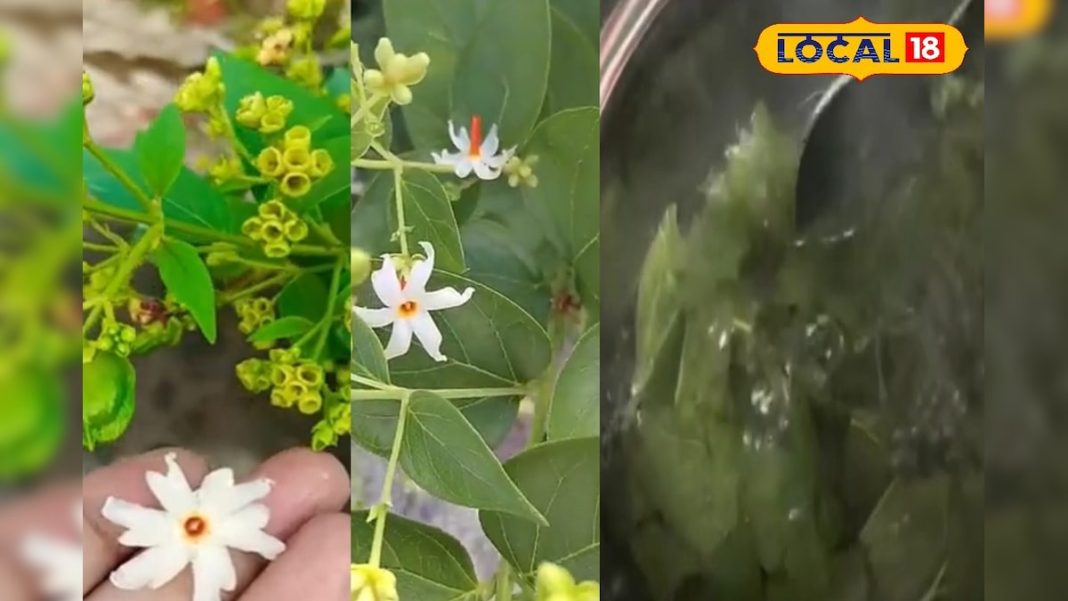 एक नहीं अनेक बीमारियों का दुश्मन है यह पौधा, गठिया-साइटिका के दर्द को कर देता छूमंतर; त्वचा के लिए भी लाभकारी – Bharat.one हिंदी