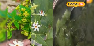 एक नहीं अनेक बीमारियों का दुश्मन है यह पौधा, गठिया-साइटिका के दर्द को कर देता छूमंतर; त्वचा के लिए भी लाभकारी – Bharat.one हिंदी