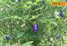 कमाल का है ये नीले रंग का फूल, महादेव का बेहद प्रिय, सेहत बनाए और खूबसूरती भी निखारे; ऐसे करें उपयोग