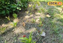 आयुर्वेद का चमत्कारी पौधा, कई गंभीर रोगों में फायदेमंद, गायब कर देगा हाइपरटेंशन और अनिद्रा; जानें कैसे करें इस्तेमाल