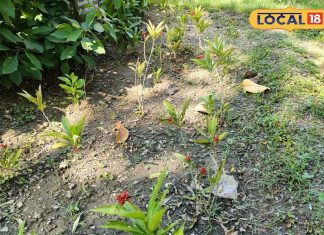 आयुर्वेद का चमत्कारी पौधा, कई गंभीर रोगों में फायदेमंद, गायब कर देगा हाइपरटेंशन और अनिद्रा; जानें कैसे करें इस्तेमाल