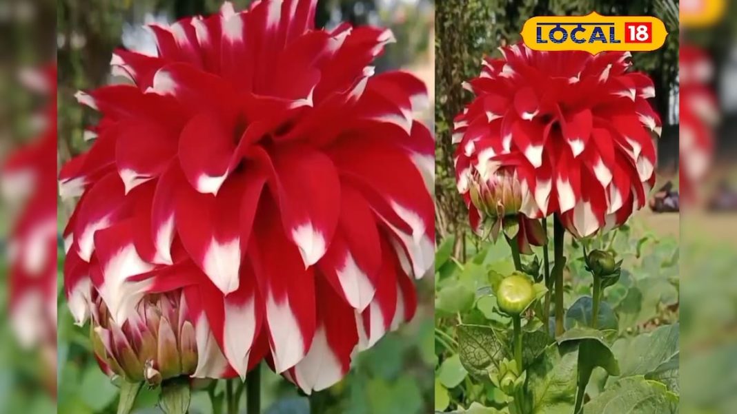 औषधीय गुणों का खजाना है ये खूबसूरत फूल… कैंसर से बचाने की रखता है ताकत, कब्ज-मोटापा और कोलेस्ट्रॉल होगा छूमंतर