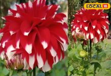 औषधीय गुणों का खजाना है ये खूबसूरत फूल… कैंसर से बचाने की रखता है ताकत, कब्ज-मोटापा और कोलेस्ट्रॉल होगा छूमंतर