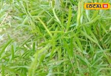 महिलाओं के लिए वरदान है शतावरी, बच्चे और मां दोनों के लिए फायदेमंद, जानिए कैसे करें सेवन