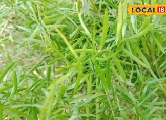 महिलाओं के लिए वरदान है शतावरी, बच्चे और मां दोनों के लिए फायदेमंद, जानिए कैसे करें सेवन