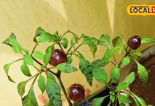 दिखने में मोती, स्वाद में आग! डार्क ग्रीन गोल मिर्च, स्वाद से लेकर सजावट तक में उपयोगी