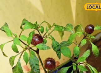 दिखने में मोती, स्वाद में आग! डार्क ग्रीन गोल मिर्च, स्वाद से लेकर सजावट तक में उपयोगी