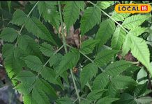 सुबह उठते ही चबा लें नीम की 4 से 5 पत्तियां, डायबिटीज होगा कंट्रोल, स्किन बनेगी चमकदार