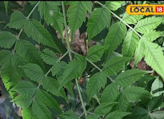 सुबह उठते ही चबा लें नीम की 4 से 5 पत्तियां, डायबिटीज होगा कंट्रोल, स्किन बनेगी चमकदार