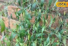 सिर्फ 10 मिनट में गायब होगा बुखार, इन पत्तियों को उबालकर पी लो यार, डेंगू-मलेरिया का भी यही इलाज