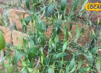 सिर्फ 10 मिनट में गायब होगा बुखार, इन पत्तियों को उबालकर पी लो यार, डेंगू-मलेरिया का भी यही इलाज