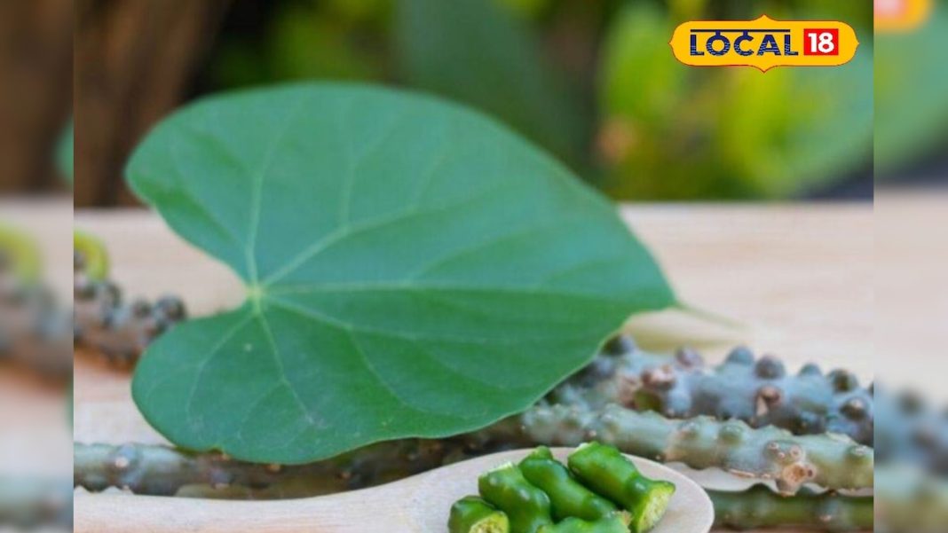 कई बीमारियों का काल है ये बेल, सर्दी-खांसी, बुखार जैसी हर बीमारी रहेगी दूर; गिनते रह जाएंगे फायदे – Bharat.one हिंदी