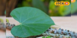 कई बीमारियों का काल है ये बेल, सर्दी-खांसी, बुखार जैसी हर बीमारी रहेगी दूर; गिनते रह जाएंगे फायदे – Bharat.one हिंदी