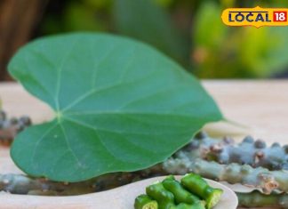 कई बीमारियों का काल है ये बेल, सर्दी-खांसी, बुखार जैसी हर बीमारी रहेगी दूर; गिनते रह जाएंगे फायदे – Bharat.one हिंदी