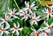 भगवान खुश, सेहत भी फिट! इस फूल को किसी भी मौसम में उगाएं, महकेगा घर का हर कोना