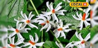 भगवान खुश, सेहत भी फिट! इस फूल को किसी भी मौसम में उगाएं, महकेगा घर का हर कोना