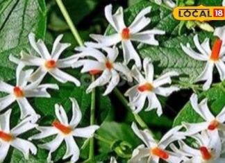 भगवान खुश, सेहत भी फिट! इस फूल को किसी भी मौसम में उगाएं, महकेगा घर का हर कोना