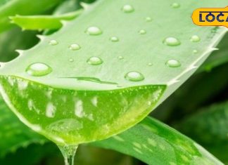 इन 5 में कोई एक चीज लगाकर सो जाएं, सर्दियों में करीब नहीं आएगा रूखापन, जानें तरीका – Uttar Pradesh News