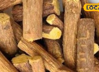 दिखने में साधारण, असर में कमाल…. यह जड़ी माइग्रेन, अल्सर और खांसी का प्राकृतिक इलाज, जानें चमत्कारी गुण – Uttar Pradesh News