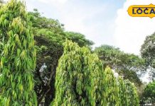 महिलाओं के लिए वरदान है यह पेड़, कई बीमारियों का है काल! फायदे जान हो जाएंगे हैरान