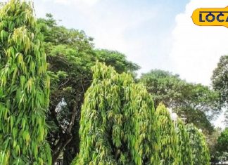 महिलाओं के लिए वरदान है यह पेड़, कई बीमारियों का है काल! फायदे जान हो जाएंगे हैरान