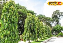 ये पेड़ महिलाओं का सच्चा साथी, पहले जानें असली-नकली की पहचान