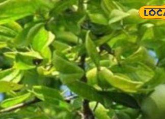 पाचन, इम्युनिटी और डायबिटीज… घर के गार्डन का यह पौधा है सेहत का खज़ाना, कई बीमारियों में फायदेमंद – Uttar Pradesh News