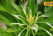 सभी बीमारियों का बाप है ये पौधा! कान दर्द, पेट दर्द, बवासीर और स्किन तक में फायदेमंद, हर रोग चुटकियों में कर देगा छूमंतर – Uttar Pradesh News